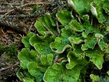 Peltigera aphtosa-5.jpg